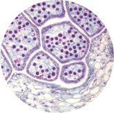 Horsetail Extract — VitaLock